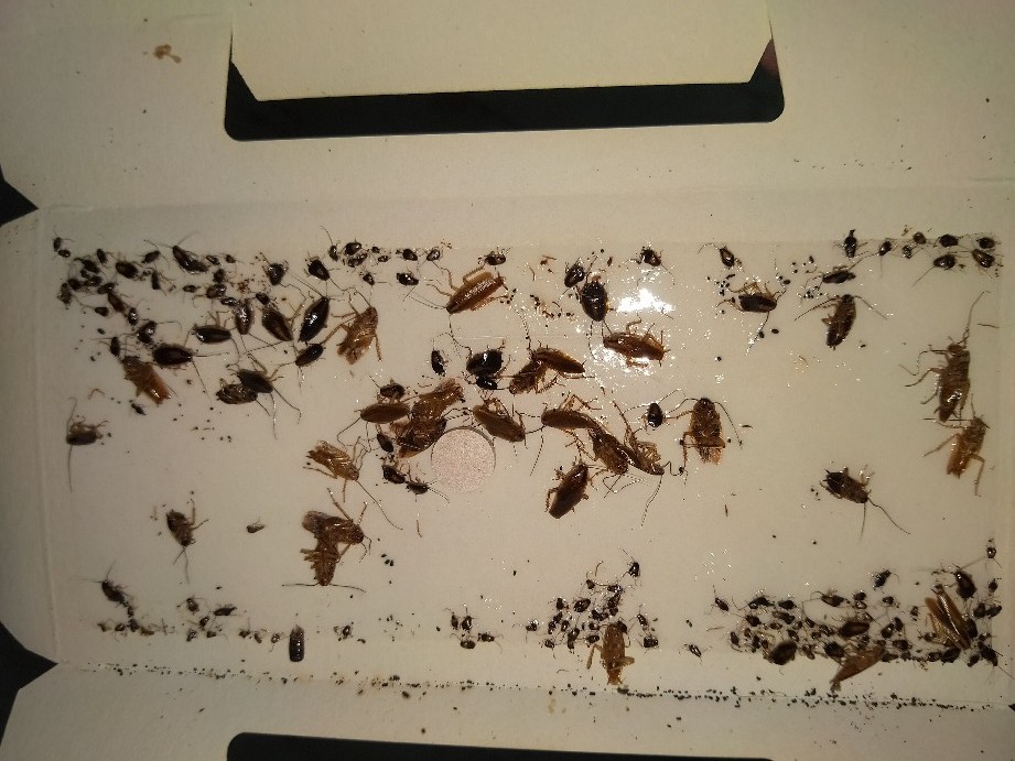 Cockroach infestation in Botany