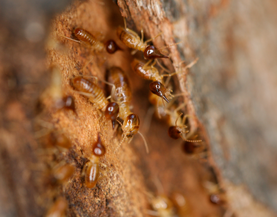 Termites in New Lambton yard