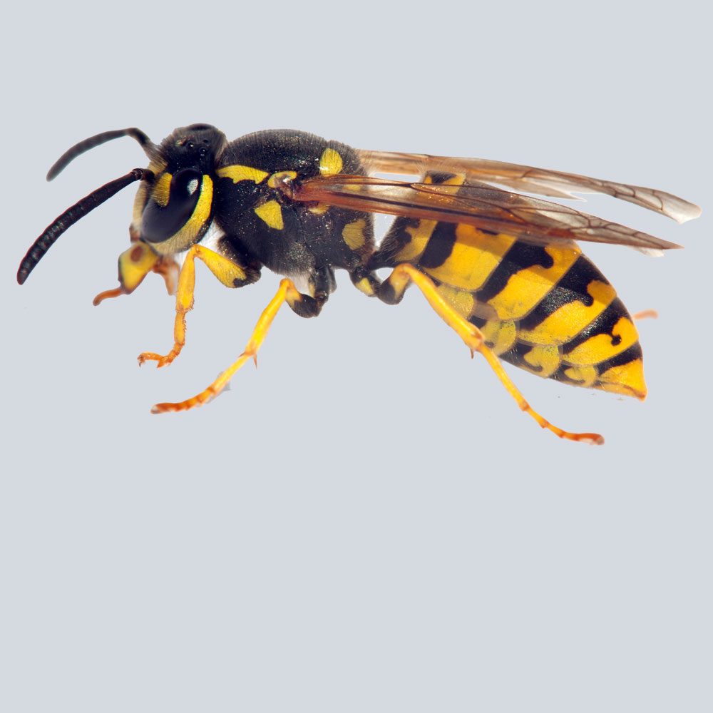 bees and wasp pest control