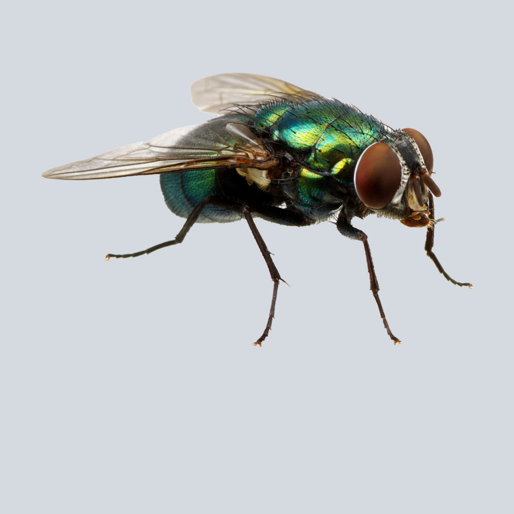 fly pest control