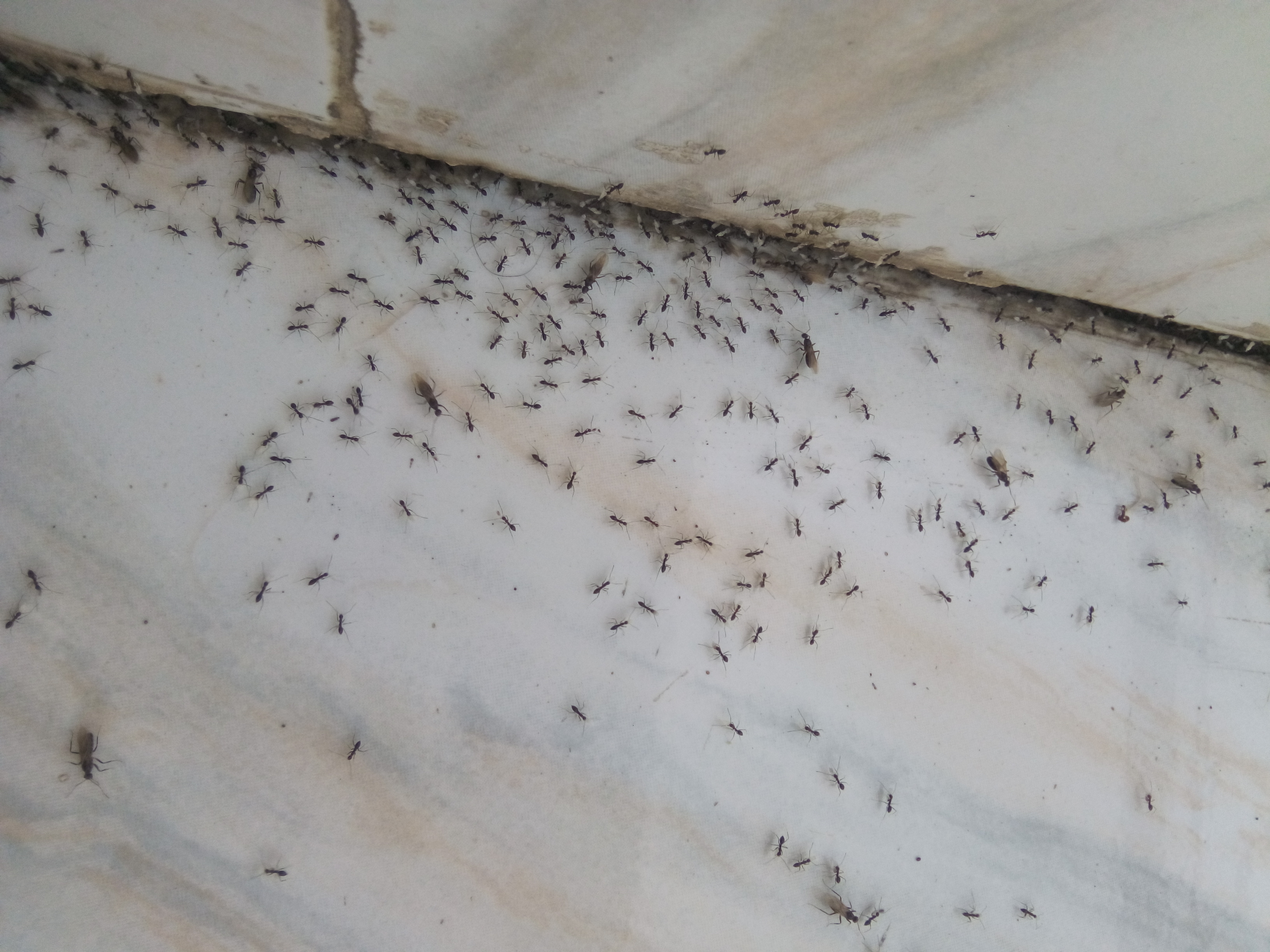 Ant infestation in Loftus