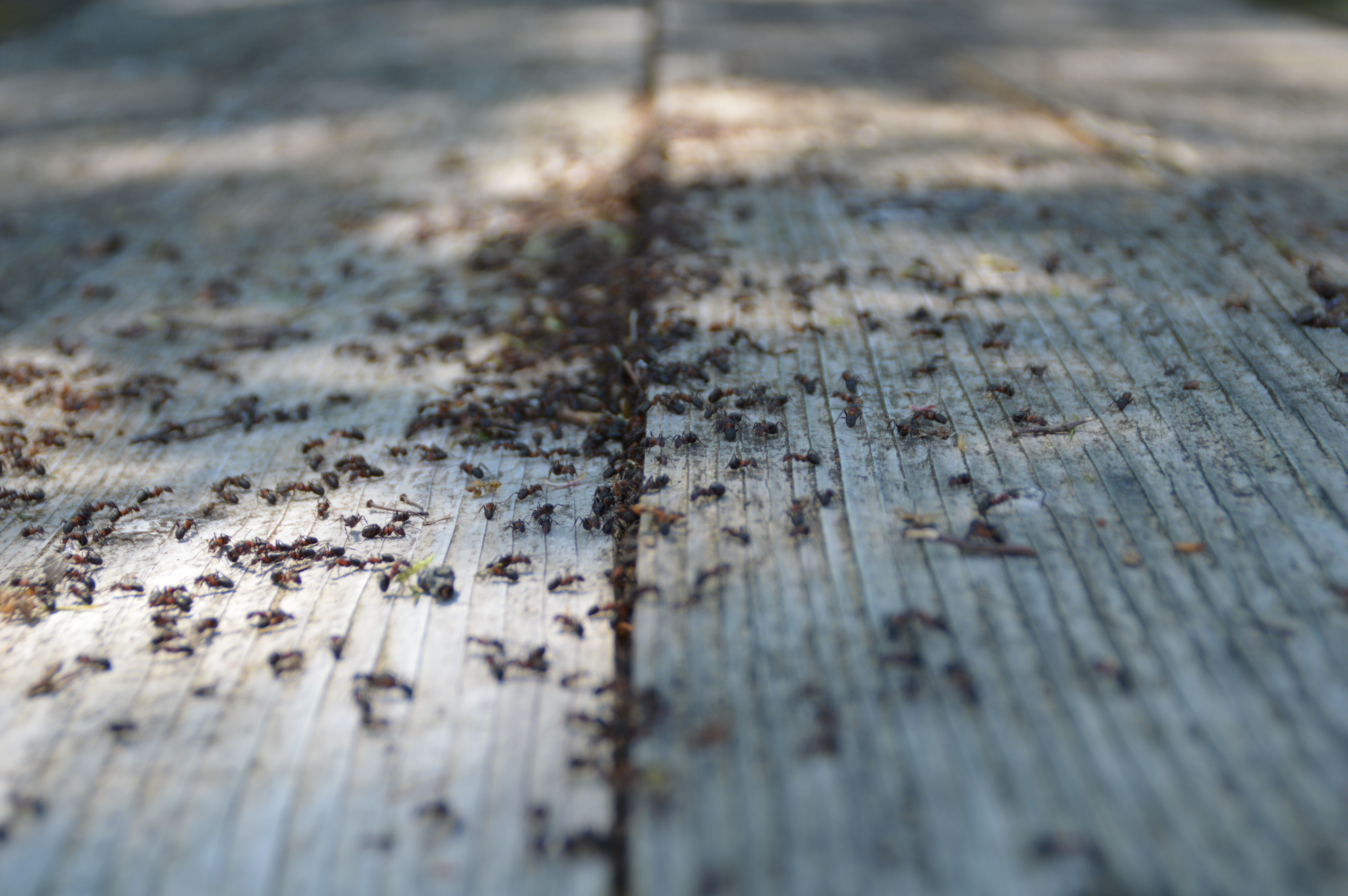 Ant infestation Buderim