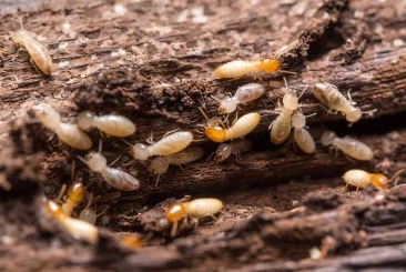 Do termites spread quickly