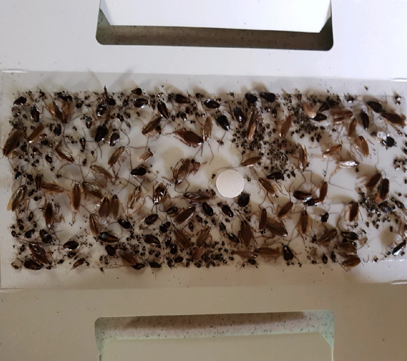 Cockroach infestation in Maroubra