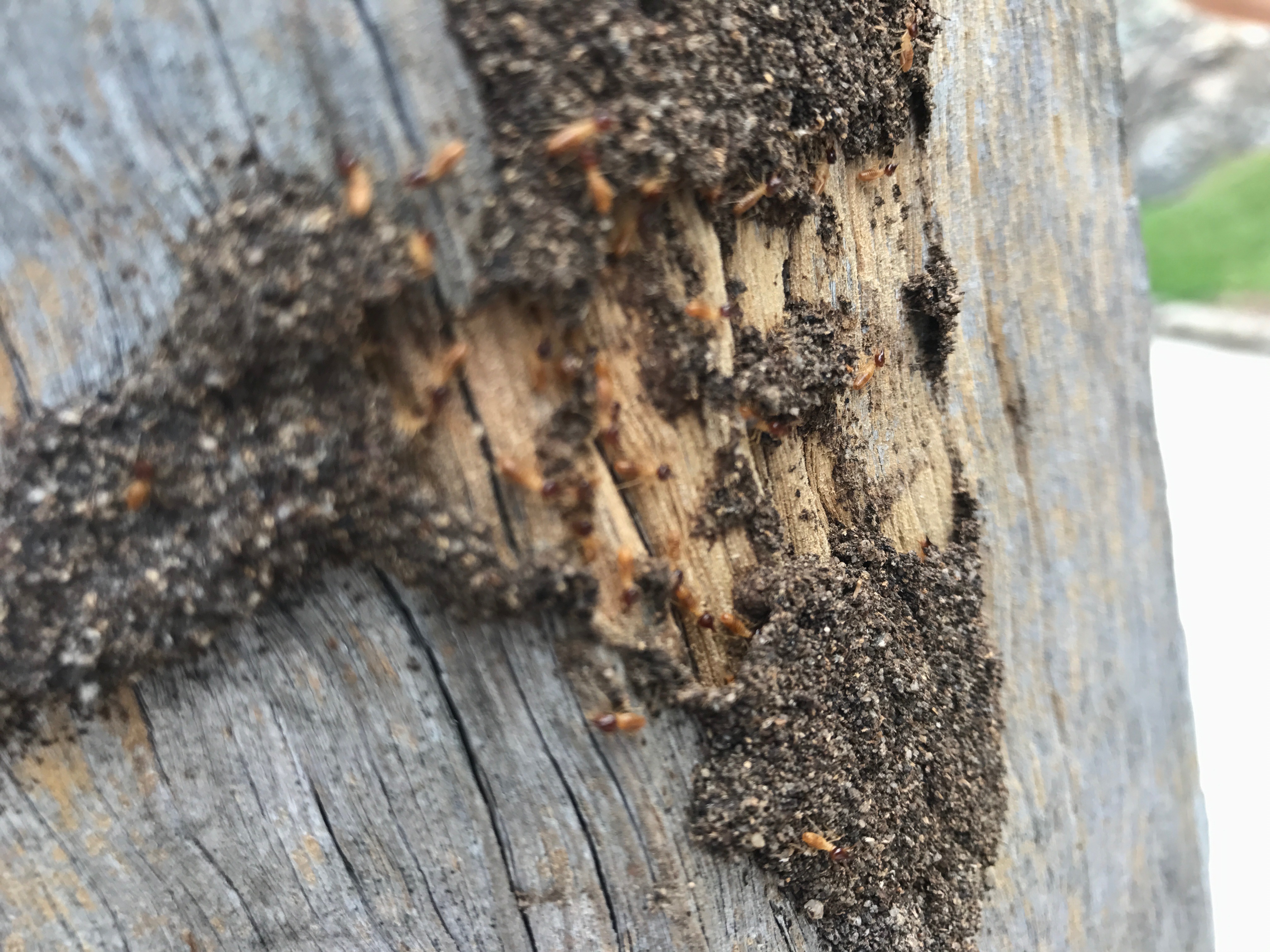 Termites and termite damage in Merewether