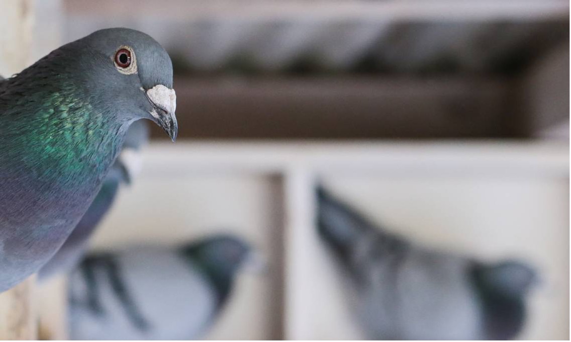 Pigeon pest control Sydney Queensland Canberra Newcastle