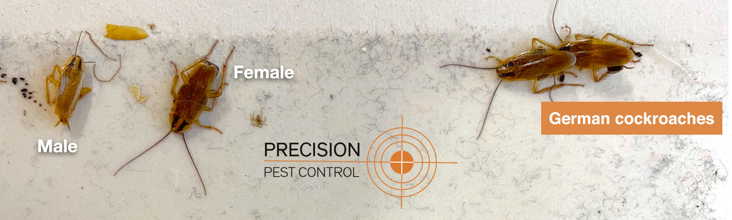 Precision Pest Control German cockroach