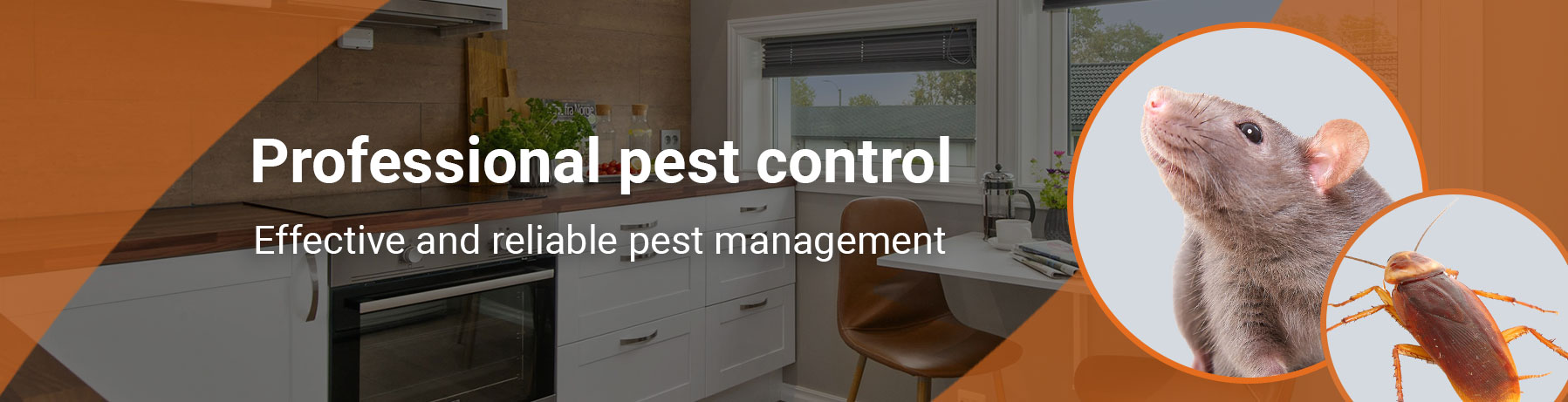 Professional pest control Sydney. Effective and reliable pest management