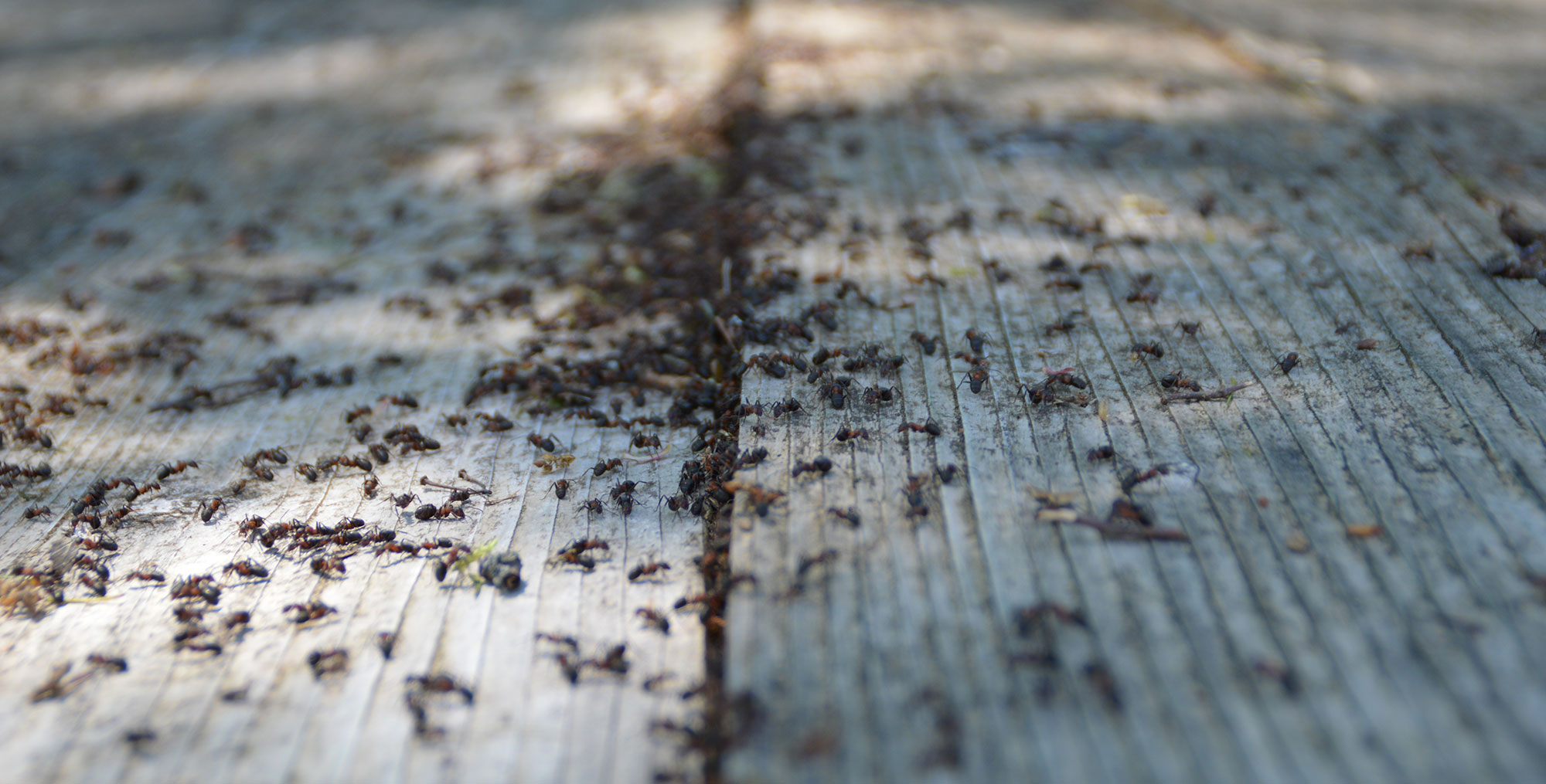 Ant infestation Nambour
