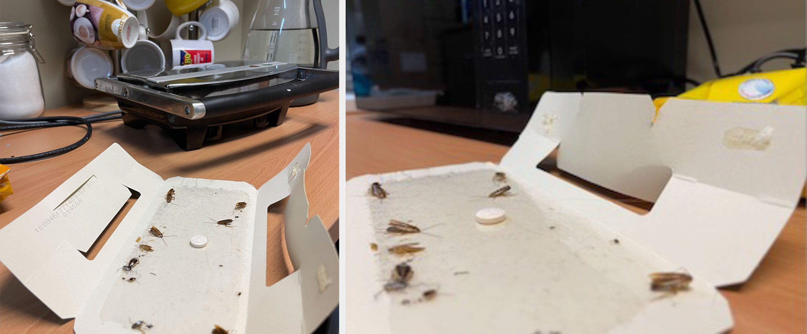 Precision Pest Control workplace cockroach infestation