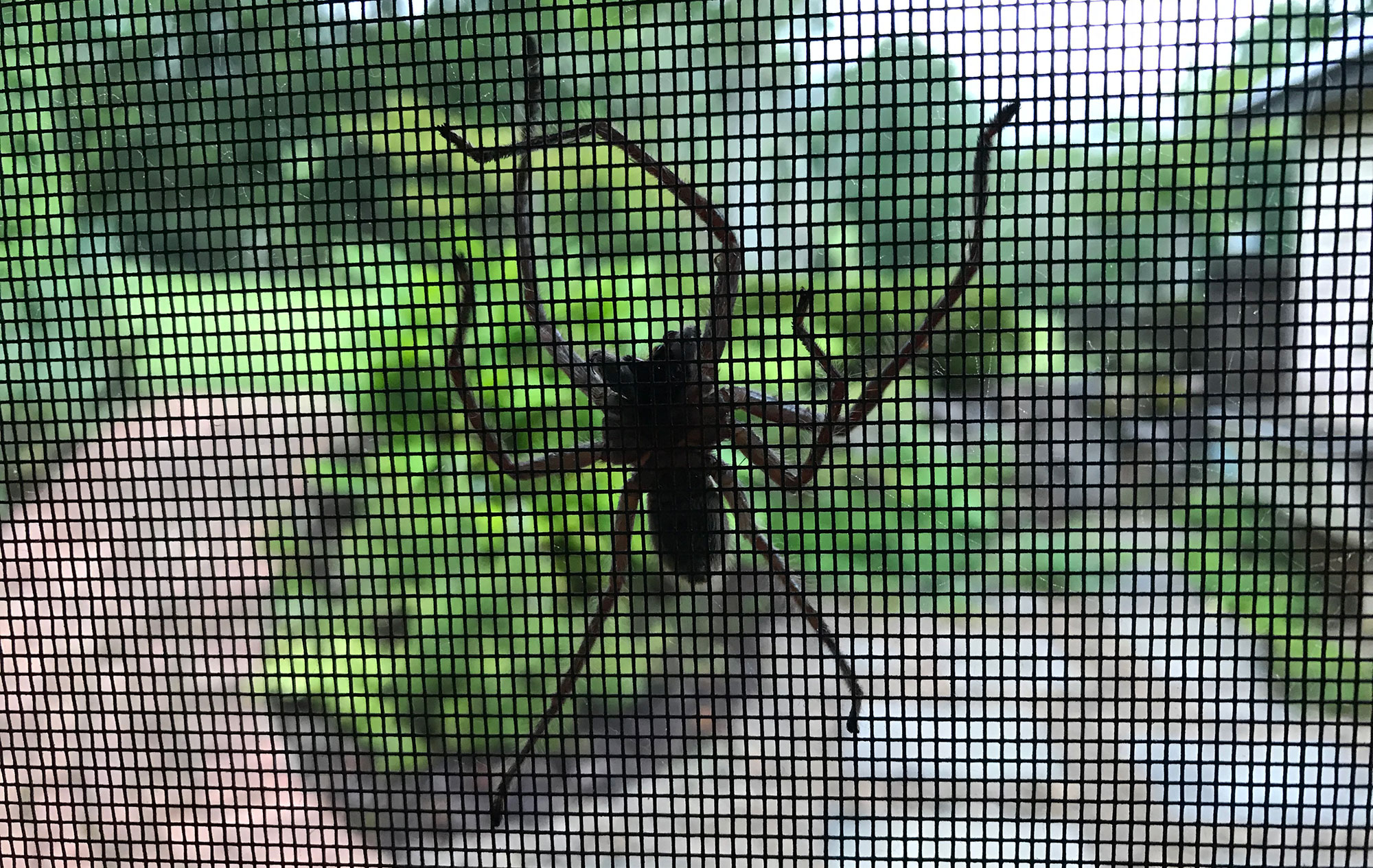 Spider in Florey