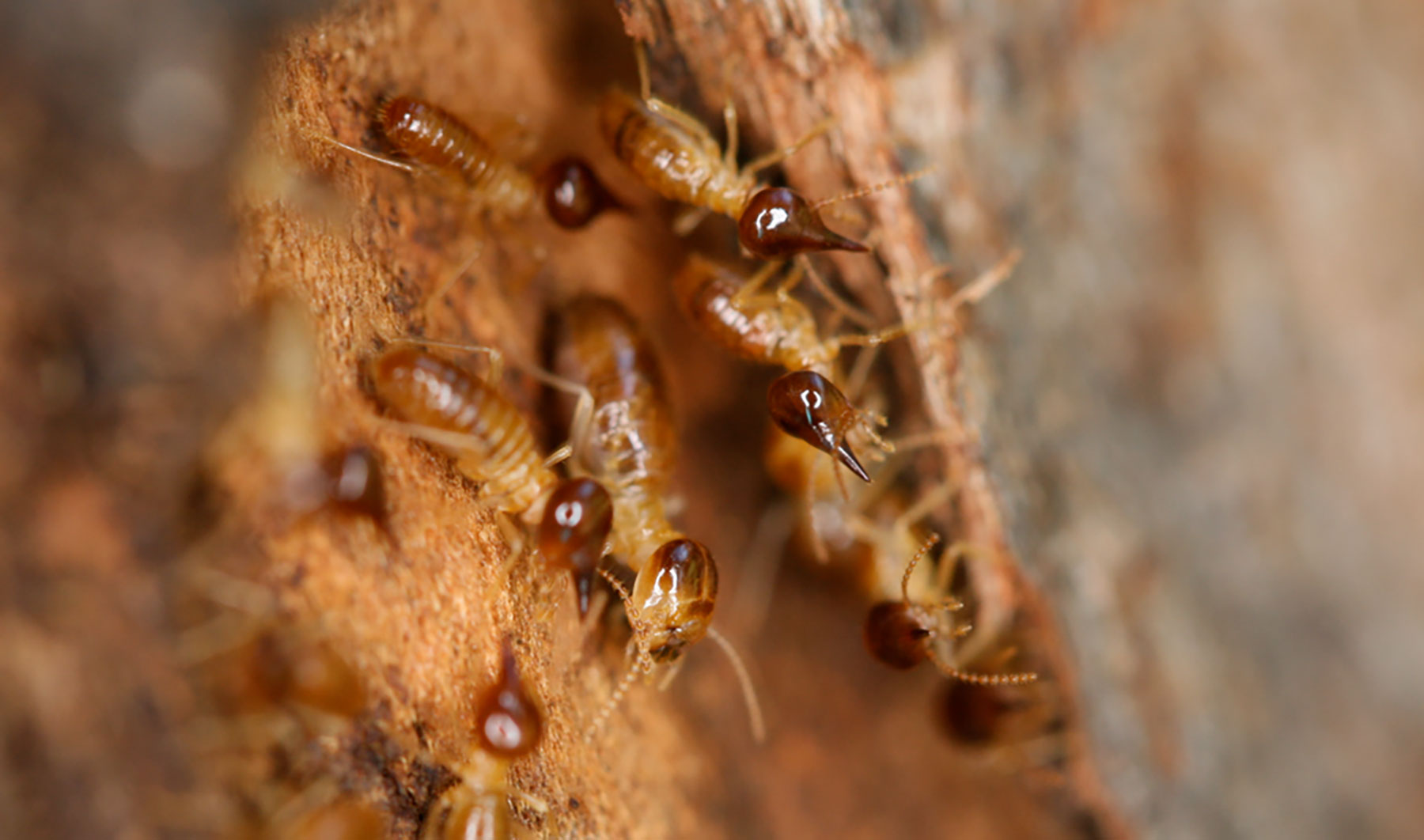 Termites in Kingston Canberra