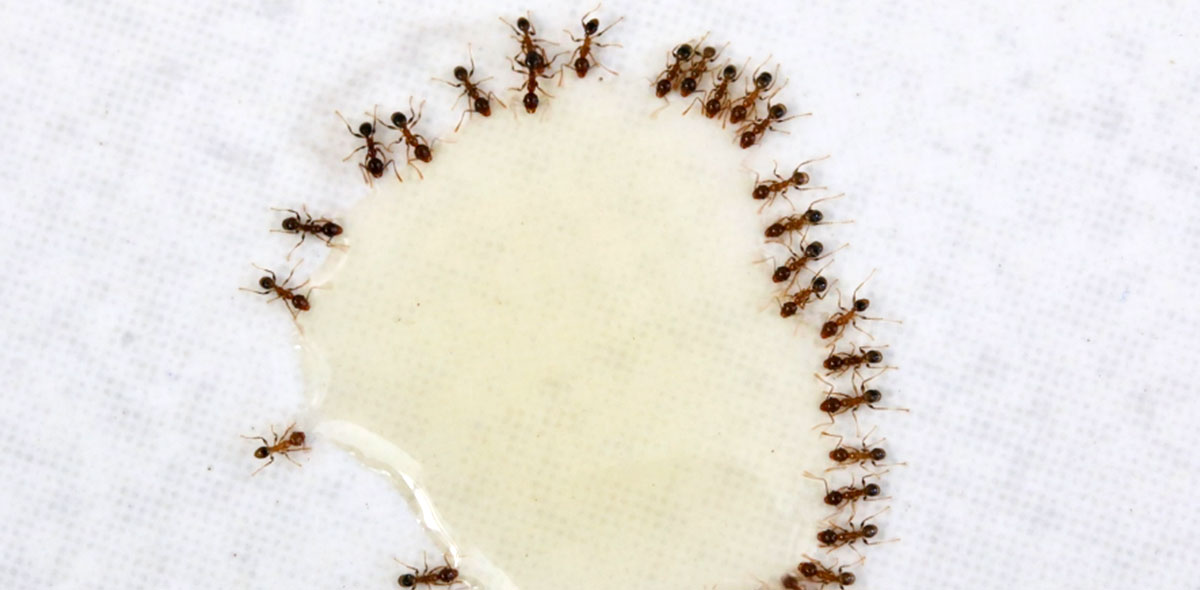 Precision pest ant infestation control