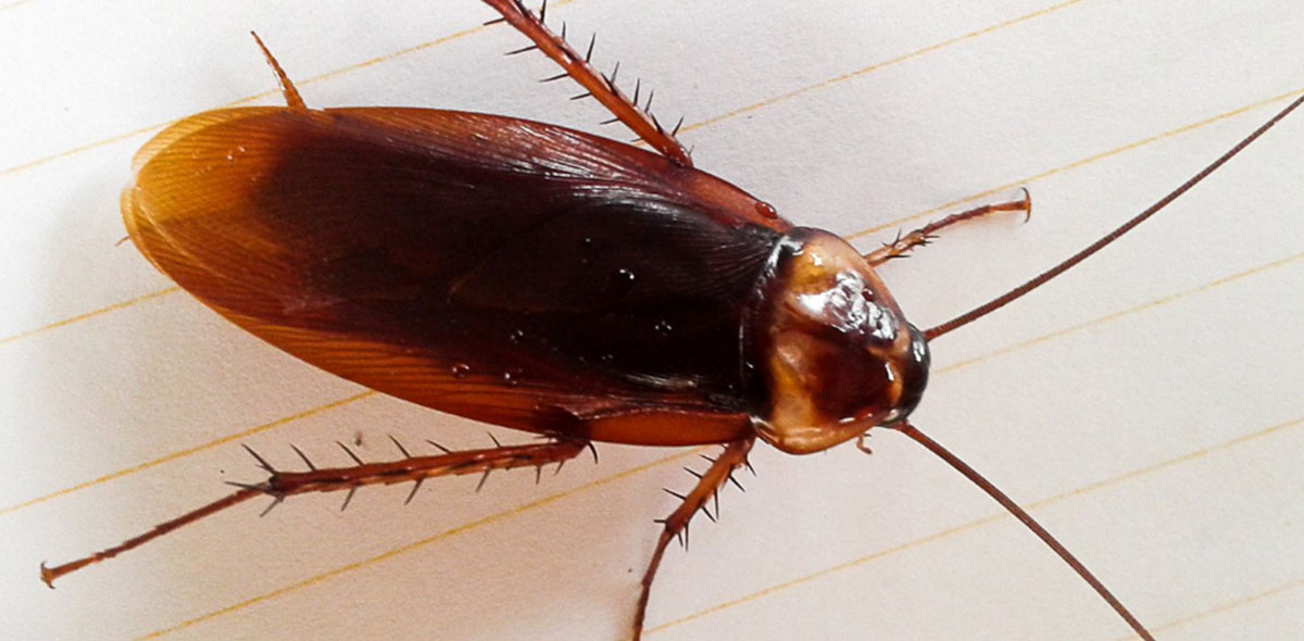 The Australian cockroach is dark red-brown with distinct yellow edges around the back of its head and yellow markings on the edges of its body