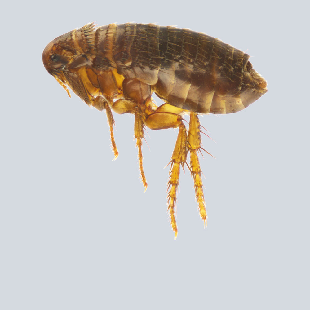 fleas pest control