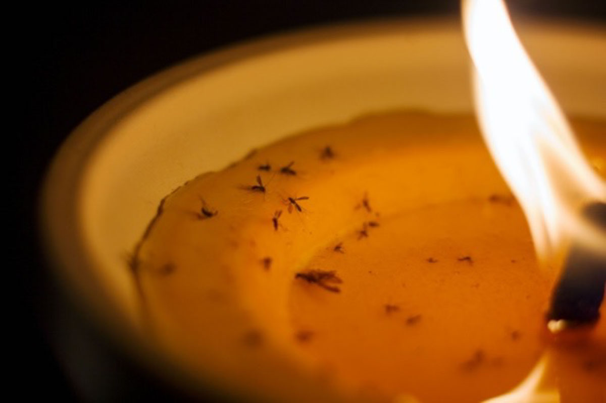 Use Citronella for mosquitoes
