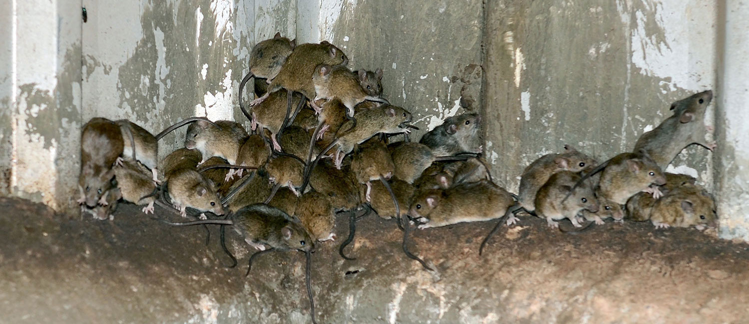 Precision Pest control rodents 