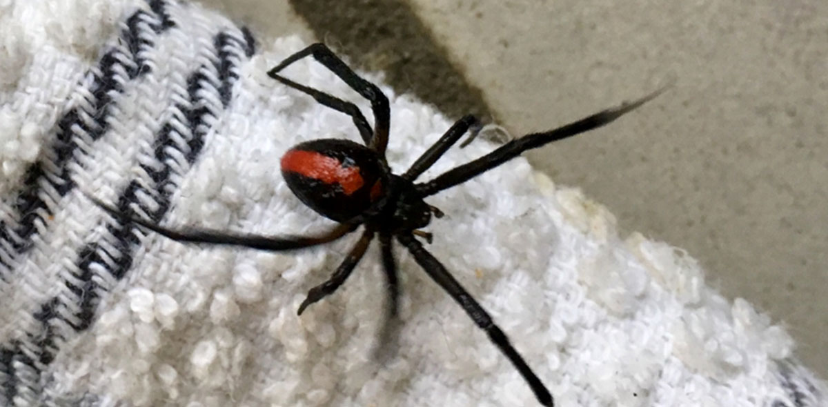 Red-back spider